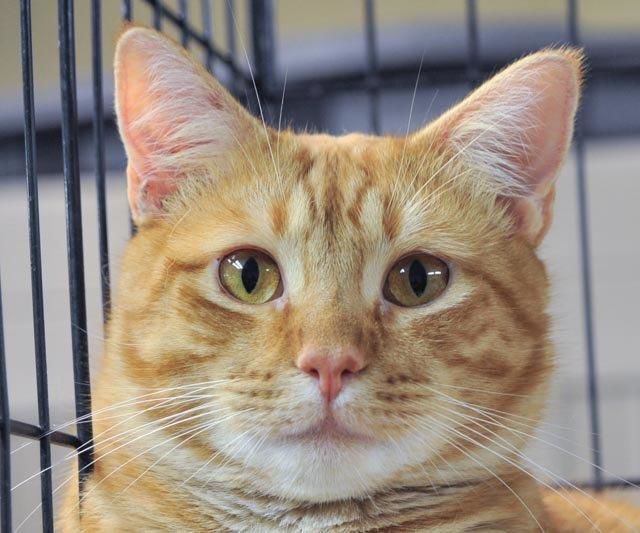 Pets that need homes Tarzan